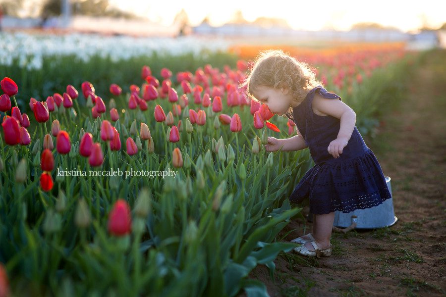A little walk through the Tulips 