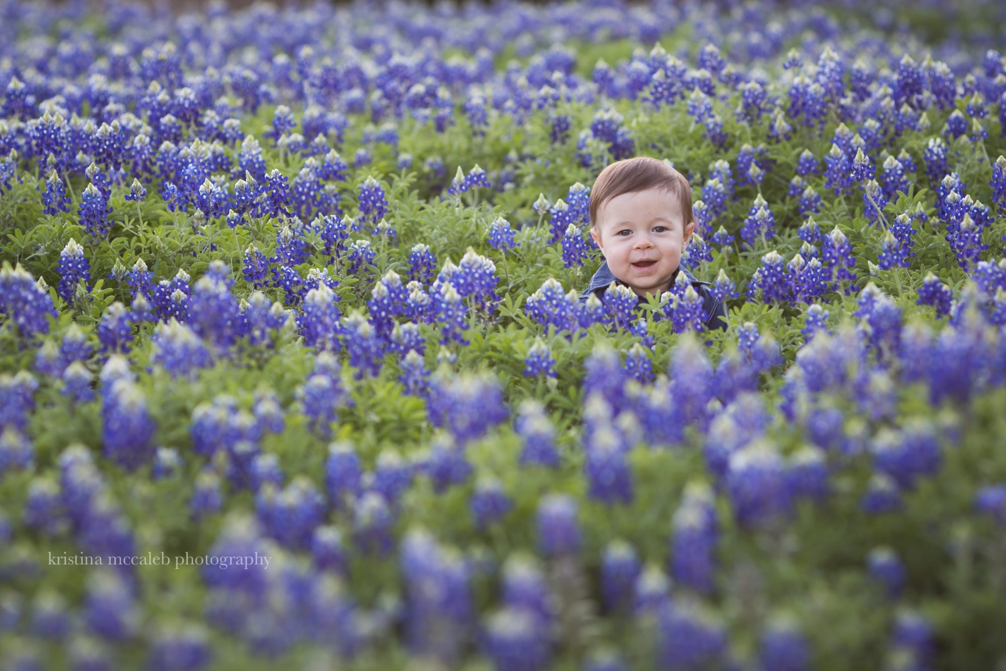 Why we Love Bluebonnets in Texas