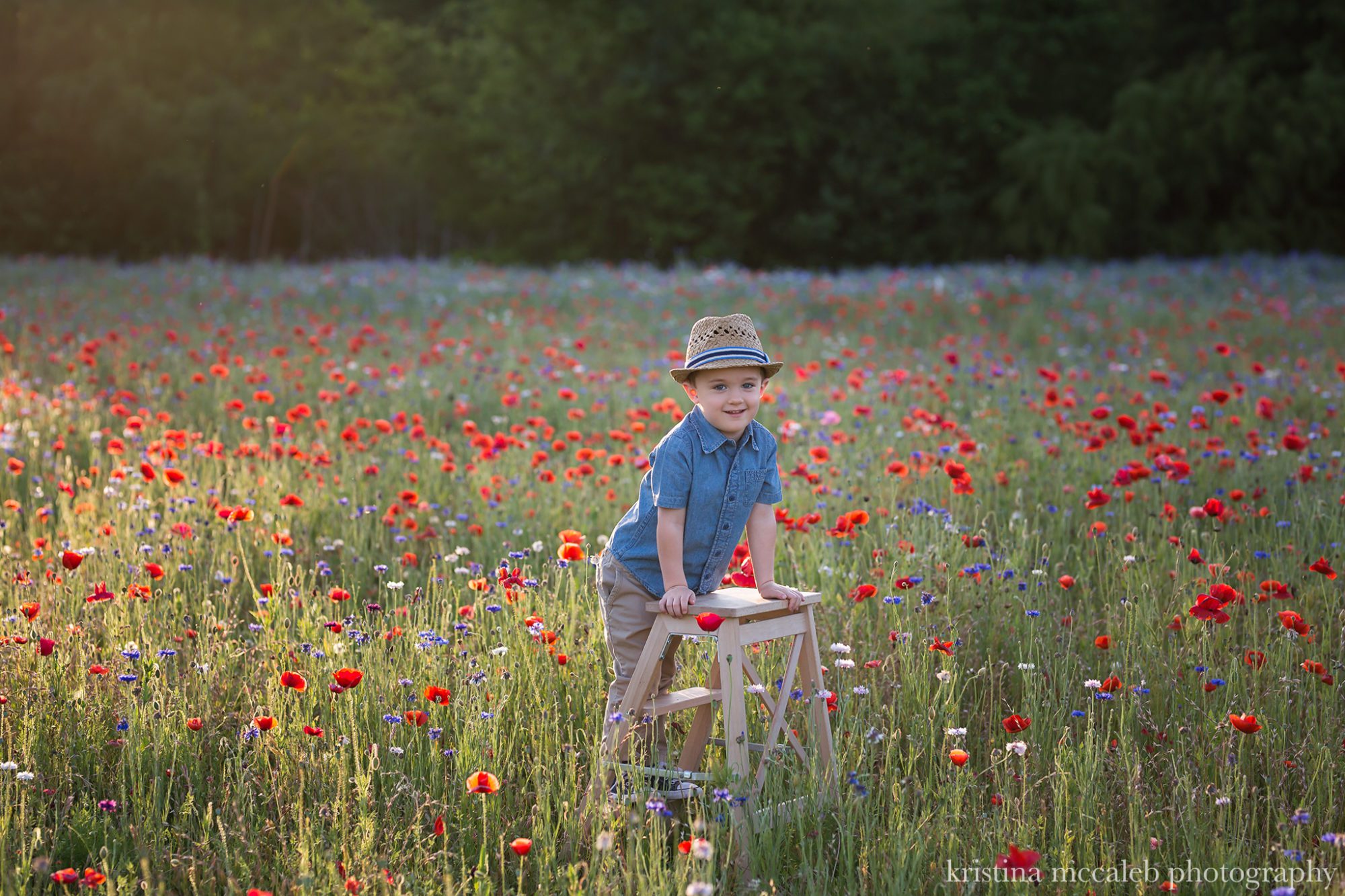 Dallas, Tx Wildflowers
